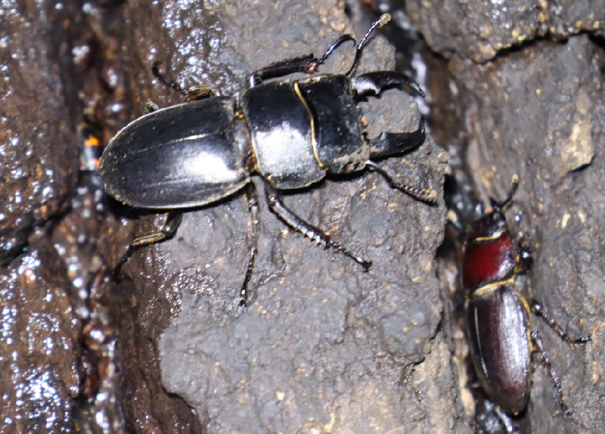 ヒラタクワガタ♂1匹目、♀（アングル1）（今年21回目の遭遇）_No．5のクヌギ_クワガタ達のオアシス _2023年6月14日20時31分気温20度